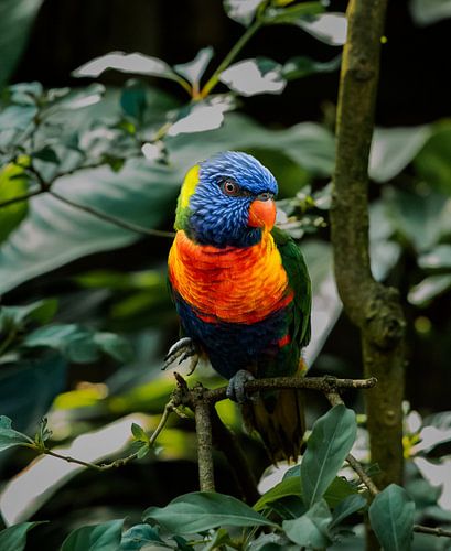 Une perruche arc-en-ciel perchée sur une branche au zoo d'Emmen, aux Pays-Bas
