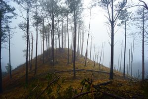 Mistig bos von Michel van Kooten