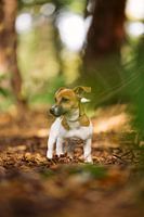 Jack Russell Terrier Puppy in the Woods