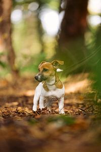 Jack Russell Terriër Puppy in het bos van Simon Peeters