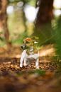Chiot terrier Jack Russell dans les bois par Simon Peeters Aperçu