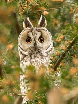 Young Long-eared Owl looks puzzled by Inge Duijsens