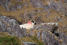 Charmant au soleil sur Licht! Fotografie