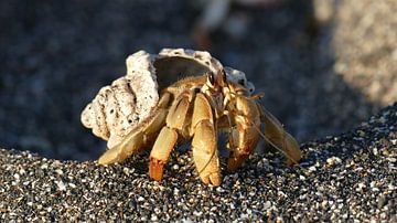 Hermit crab in the sunset van Tim van Vilsteren