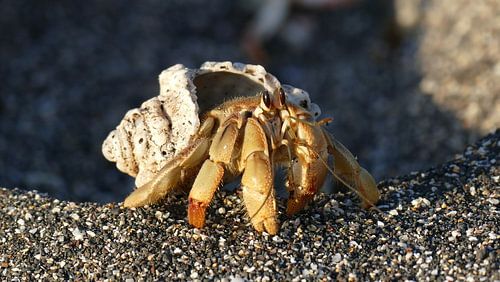 Hermit crab in the sunset