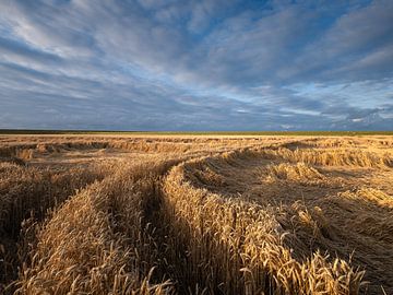 Een foto van graanvelden met tarwe in Groningen van Bas Meelker
