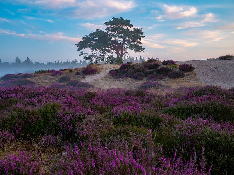 heide  in overvloed van snippefotografie