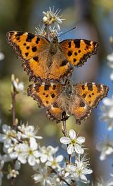 Big Fox by Dennis Stronks