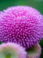 Bellis Perenis