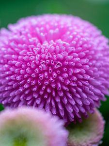 Bellis Perennis