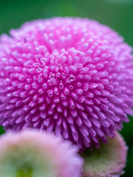 Bellis Perenis by Mr White Takes Pictures