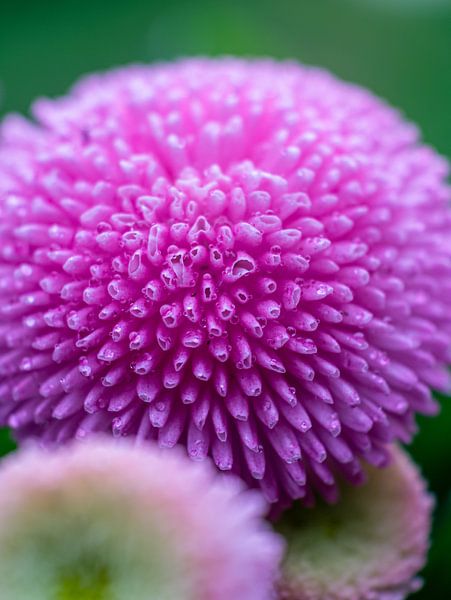 Bellis Perennis van Martijn Wit