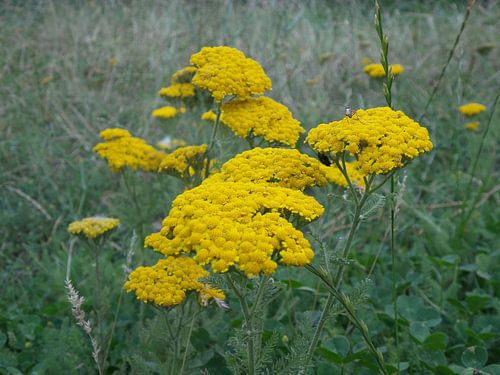 Bloemen