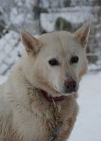 Husky hond in lapland
