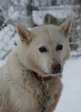 Husky hond in lapland