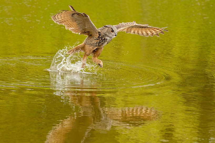 Ein wilder Uhu springt zu seiner Beute im Wasser. Die Flügel spreizen sich und die Beine tauchen ins von Gea Veenstra