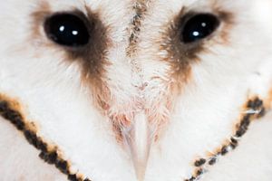 Close-up barn owl by Danny Slijfer Natuurfotografie