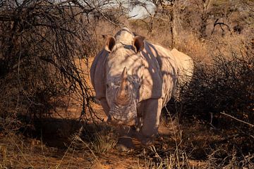 Aanlopende neushoorn van Tjana Photography