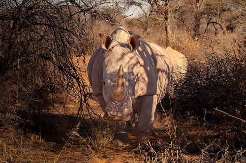 Running rhinoceros by Tjana Photography