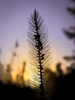 Silence at the sunset