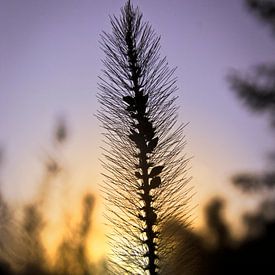 Stille bei Sonnenuntergang von RuxiQue