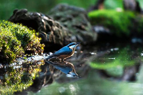 Getreideschimmelkäfer