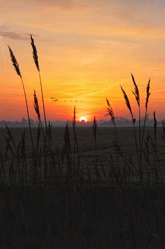 Morgendämmerung – Die Sonne erwacht über dem Feld
