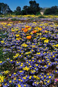 Printemps en Afrique du Sud, champ de fleurs sauvages