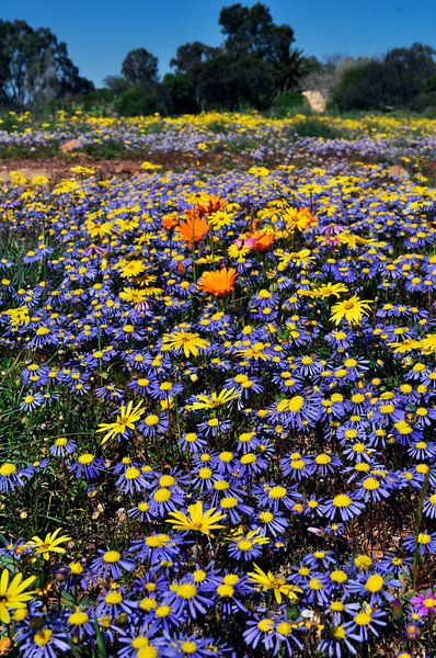 Frühling in Südafrika, Feld mit Wildblumen von Corinne Welp