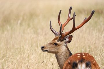Proud stag by Heike Hultsch