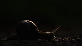 Stranger in the Night