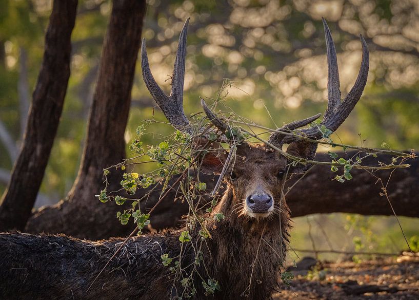 Saison de reproduction des cerfs dans le parc national de Baluran par Anges van der Logt