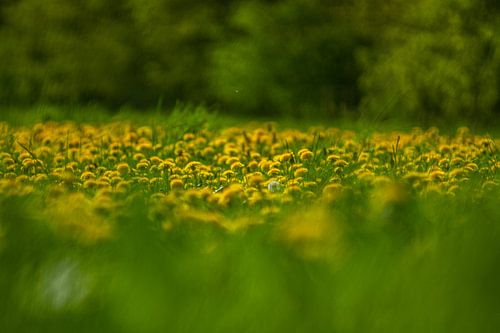 veld met gele paardenbloemen