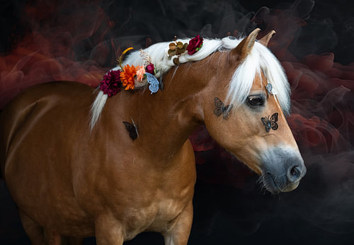 Haflinger with a wreath of flowers and red smoke, in landscape format