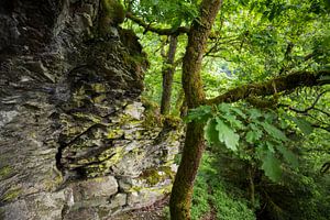 Landschaft mit Eiche im Wald mit Felsen