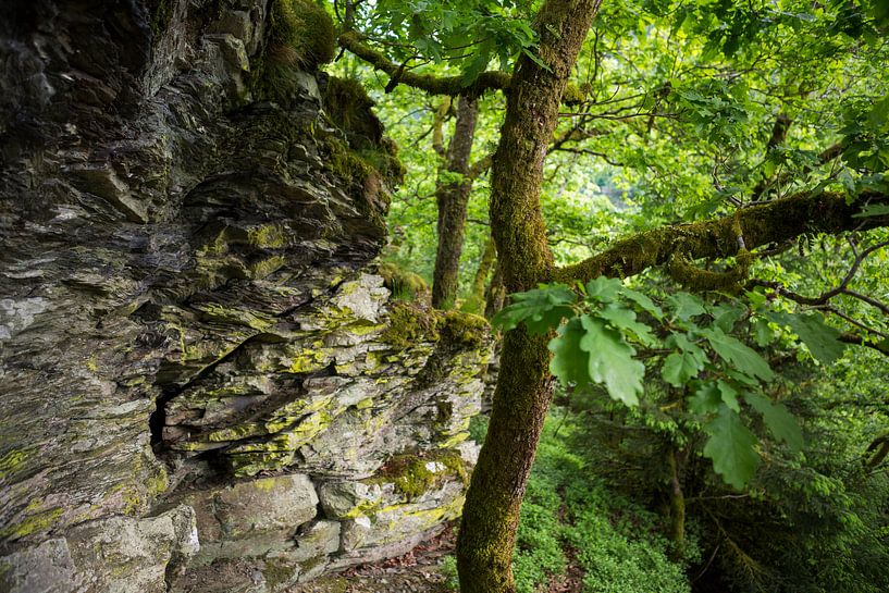 landschap met eikenboom  in bos met rotsen, Ardennen van Ger Beekes