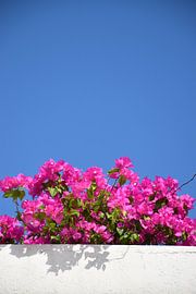 Blühend unter blauem Himmel von Claude Laprise