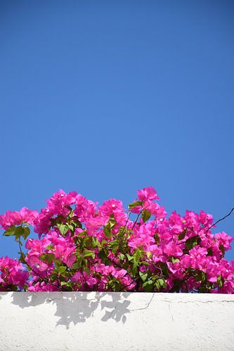 In bloei onder een blauwe lucht