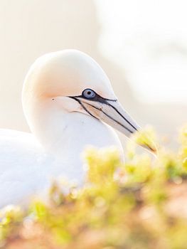 Portrait Jean de Gand