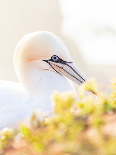 Portrait Jean de Gand