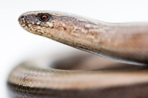 Close-up van de hazelworm