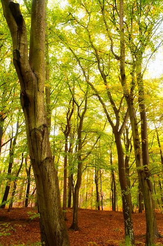 Beech forest in the national park