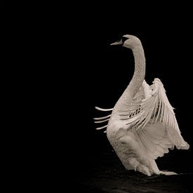 ‘Grounded in trust’ Dancing Swan by Foto Studio Labie
