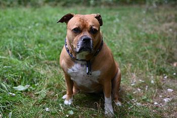 Brown stafford dog sitting in the woods looking into the camera