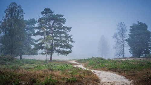 Forêt brumeuse au petit matin