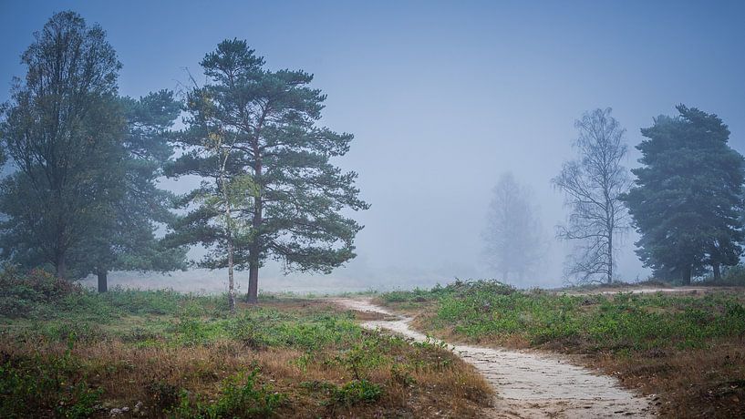 Forêt brumeuse au petit matin par Jan van der Vlies