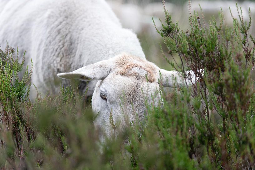 Schafe in der Heide von Anita Visschers