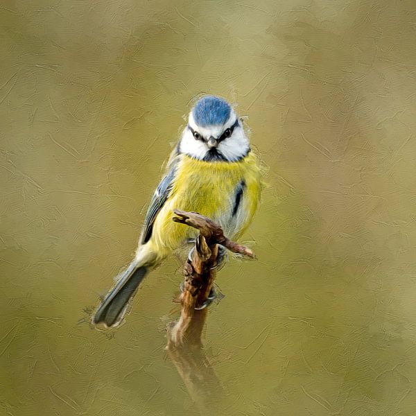 Portrait d'une mésange bleue - Peinture numérique par Gianni Argese