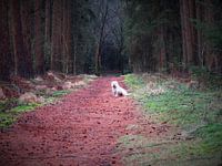 Hond