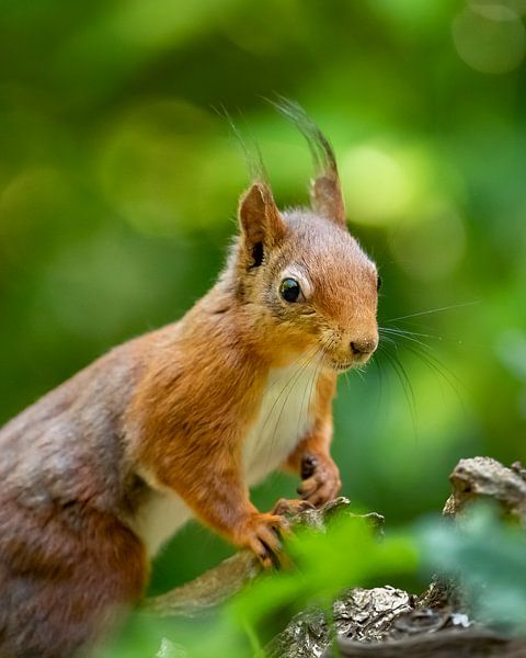Red squirrel portrait by Karla Leeftink